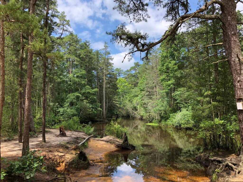 Hiking the Pine Barrens: A Guide to Southern New Jerseys Natural Wonders Hiking the Pine Barrens: A Guide to Southern New Jerseys Natural Wonders