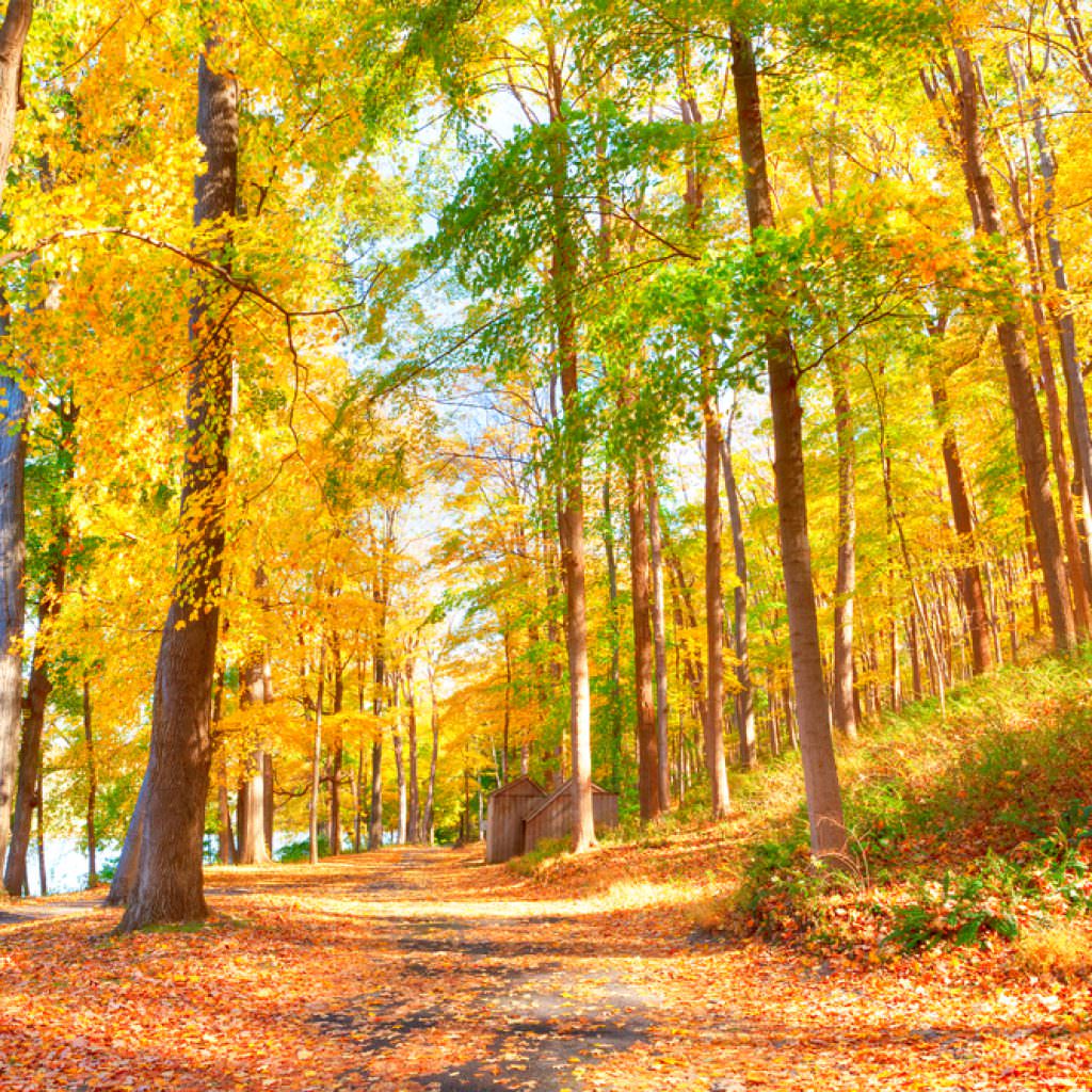 Discover the Breathtaking Fall Foliage on New Jerseys Best Hikes